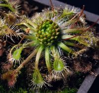 gemmy na drosera omissa